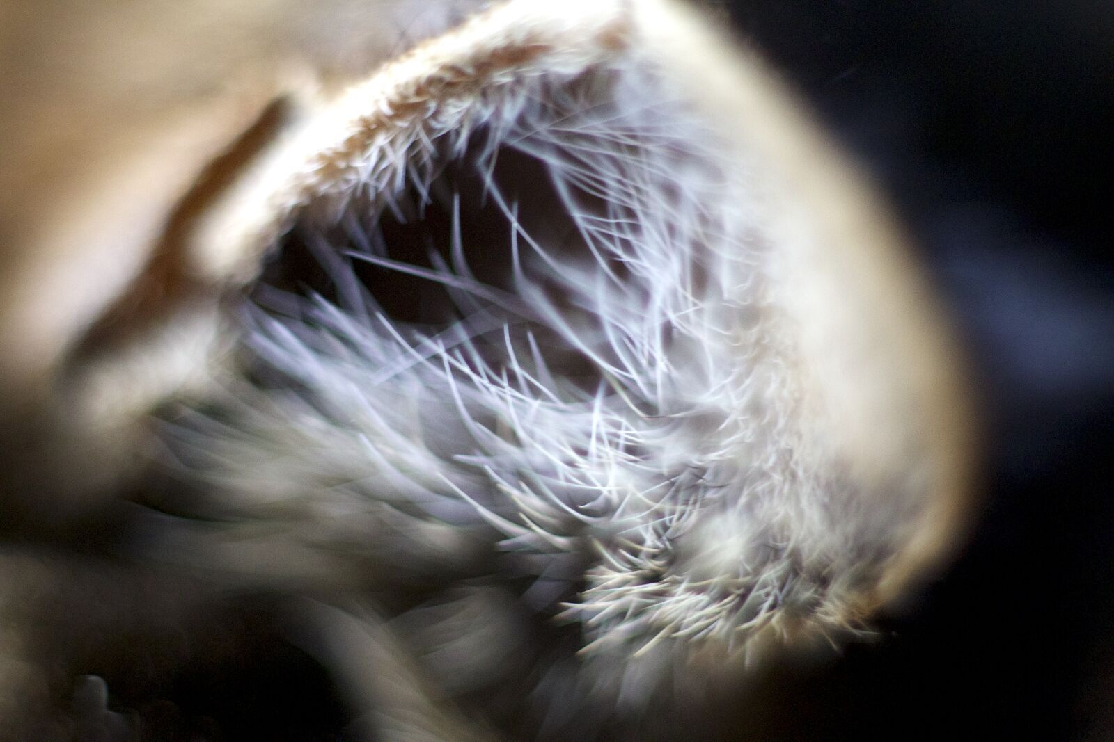 Canon EOS 70D + Canon EF 50mm F1.8 STM sample photo. Animal, cat, close, up photography