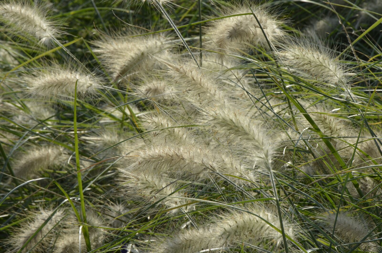 Nikon D5100 sample photo. Grass, spike, summer photography