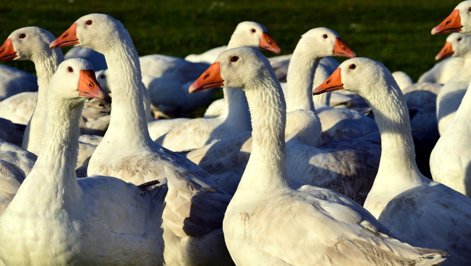 Nikon D3300 sample photo. Geese, geese schaar, white photography