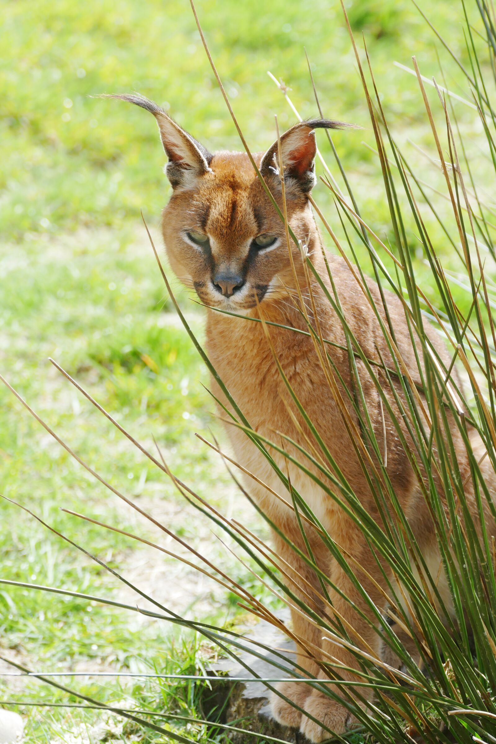 Panasonic Lumix DMC-FZ1000 sample photo. Caracal, cat, wild photography