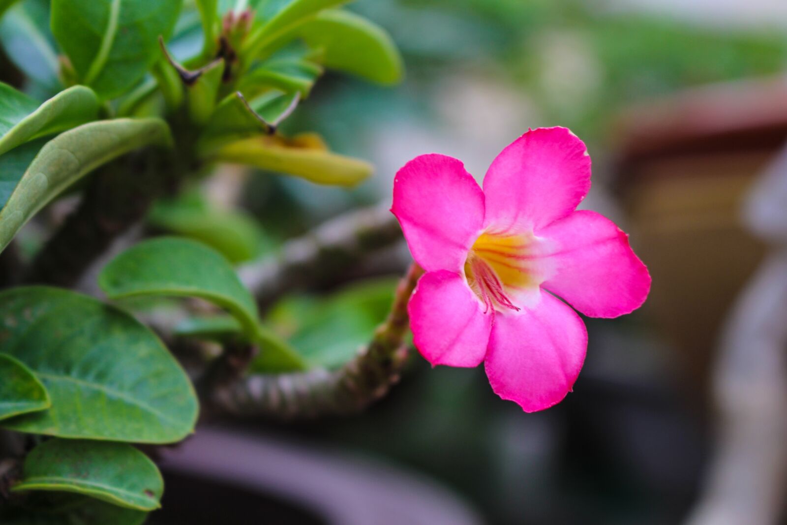 Canon EOS 700D (EOS Rebel T5i / EOS Kiss X7i) sample photo. Invited to visit, flower photography