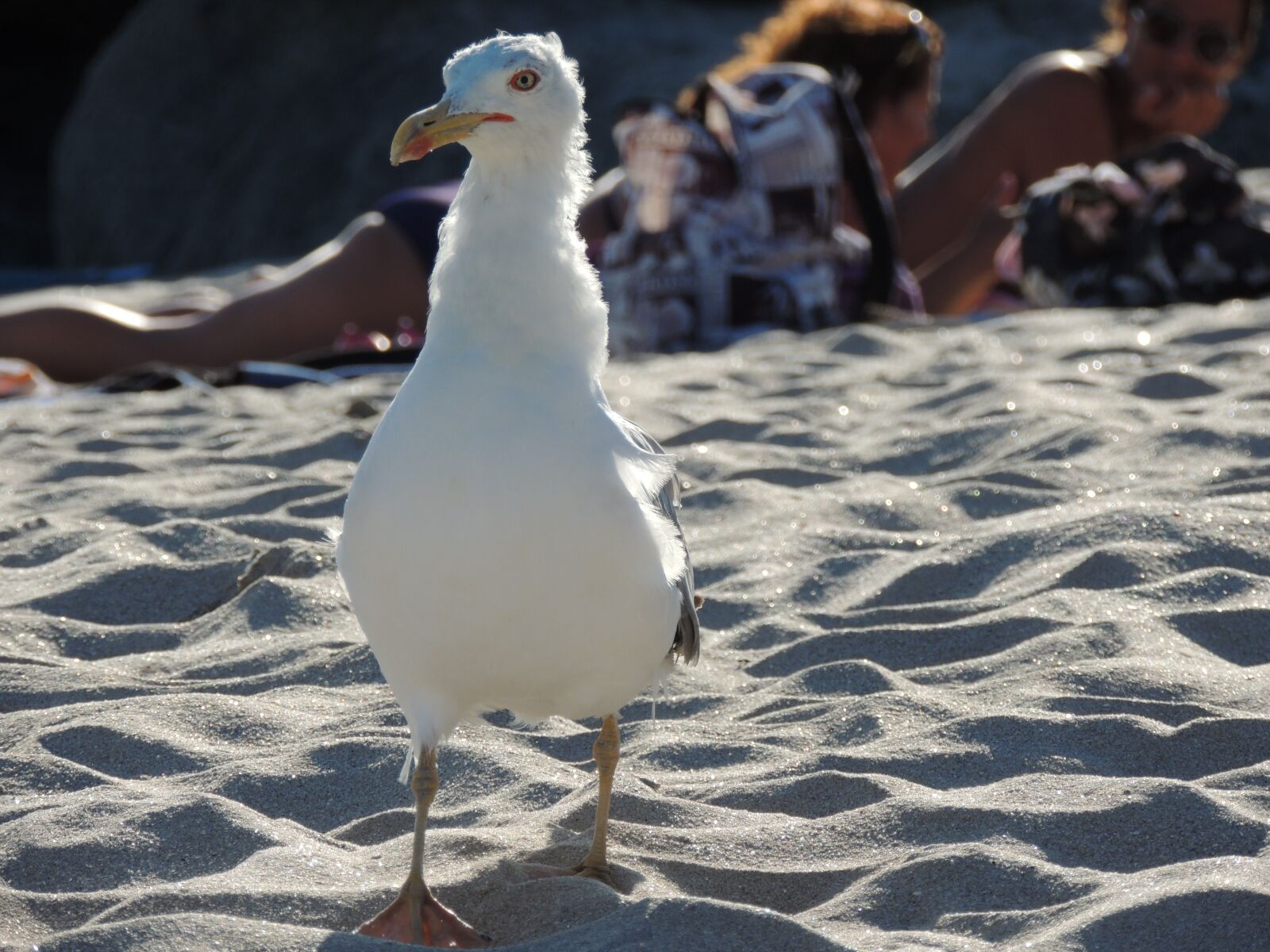 Nikon Coolpix P510 sample photo. Seagull, ave, gaivota photography