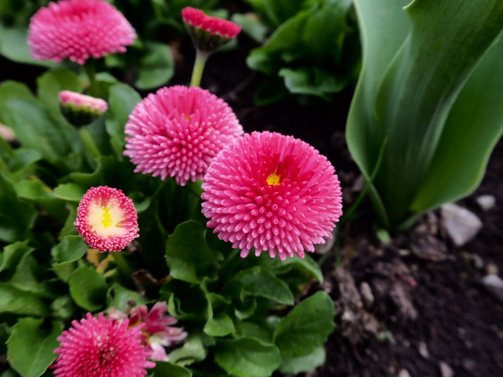 Olympus OM-D E-M10 II sample photo. Flowers, pink, garden photography