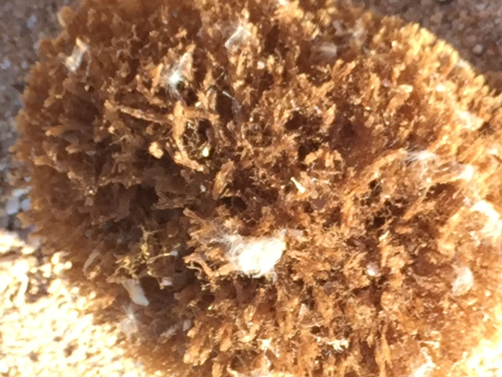 iPhone 6 back camera 4.15mm f/2.2 sample photo. Sponge, beach, nature photography