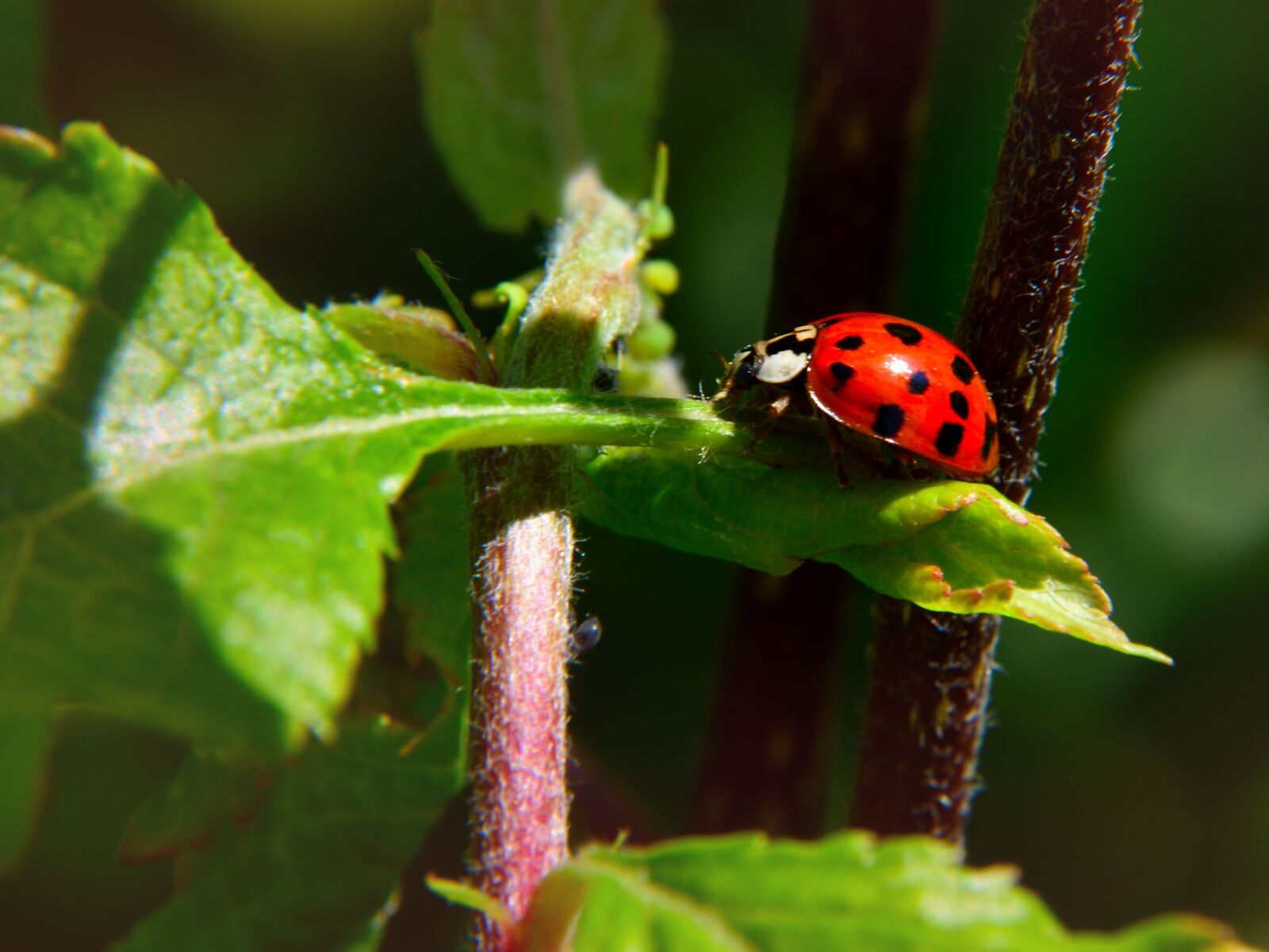 Nikon D5500 sample photo. Ladybug, leaf, nature photography
