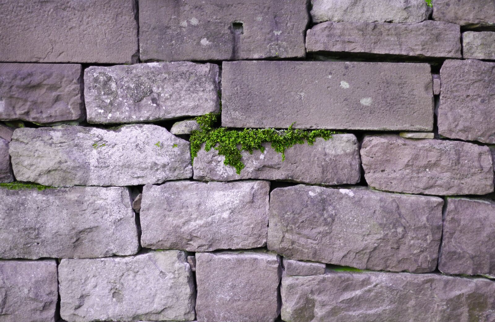 Canon EOS 700D (EOS Rebel T5i / EOS Kiss X7i) + Canon EF 50mm F1.8 II sample photo. Wall, live, save photography