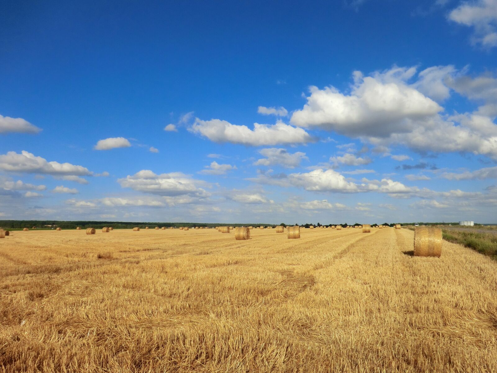 CASIO EX-H20G sample photo. Wheat, field, harvest photography