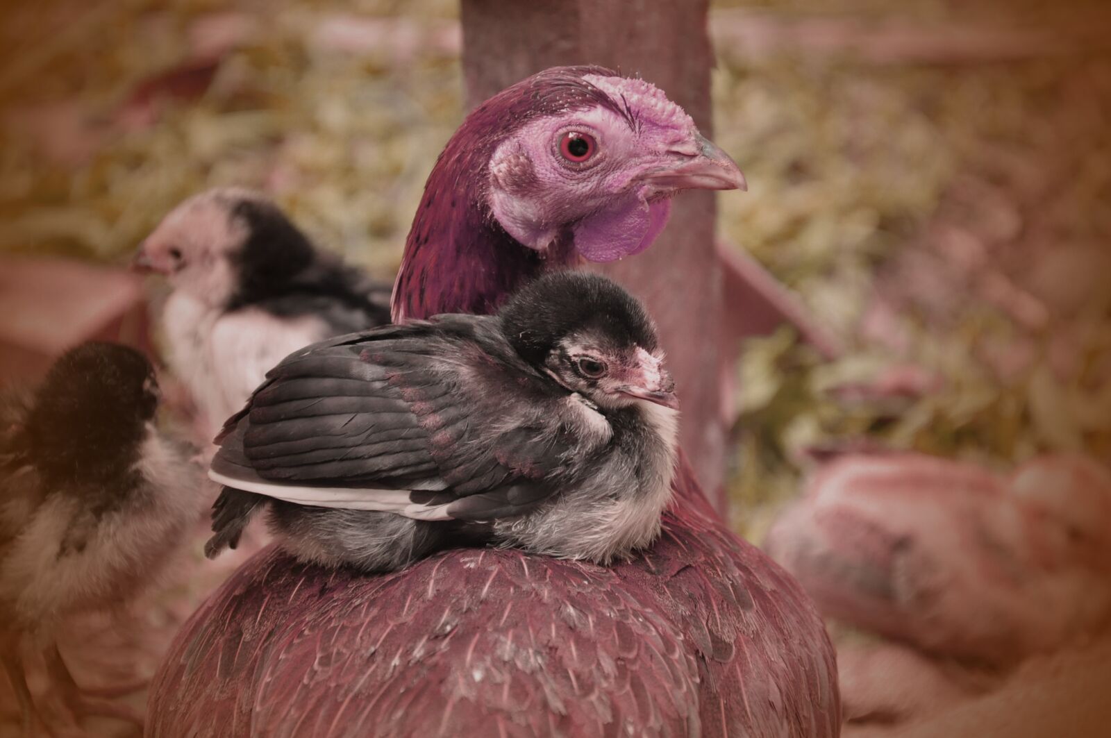Nikon D90 sample photo. Motherhood, chicken, animal photography