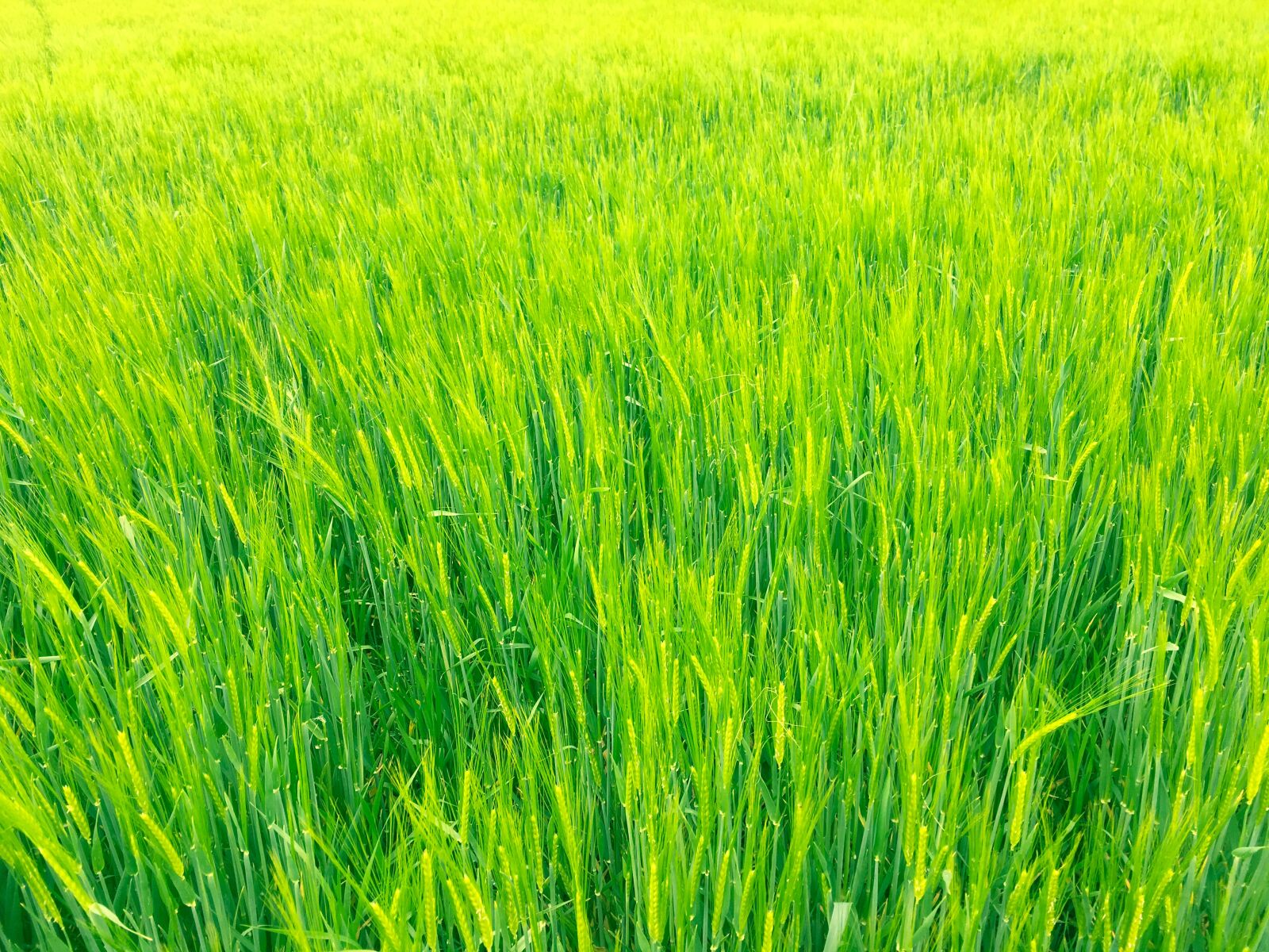 iPhone SE back camera 4.15mm f/2.2 sample photo. Grass, green, grain photography