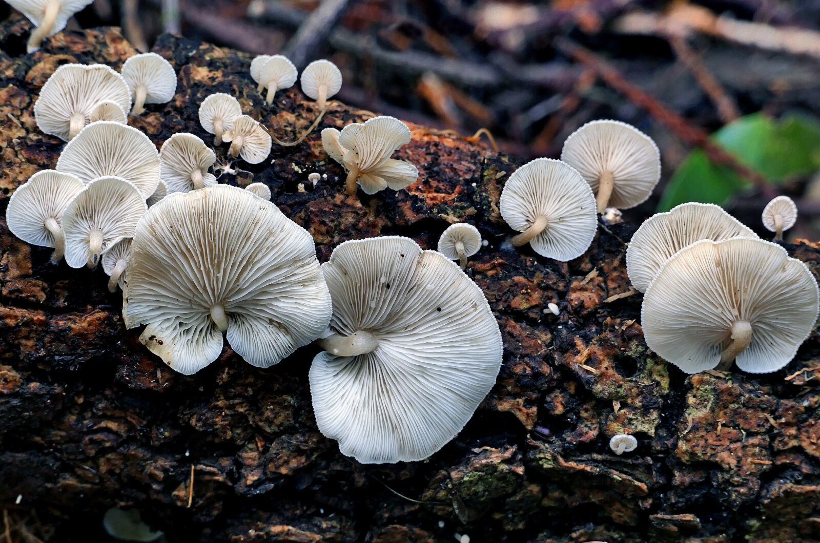 Panasonic Lumix DMC-FZ1000 sample photo. Mushroom, wild, nature photography