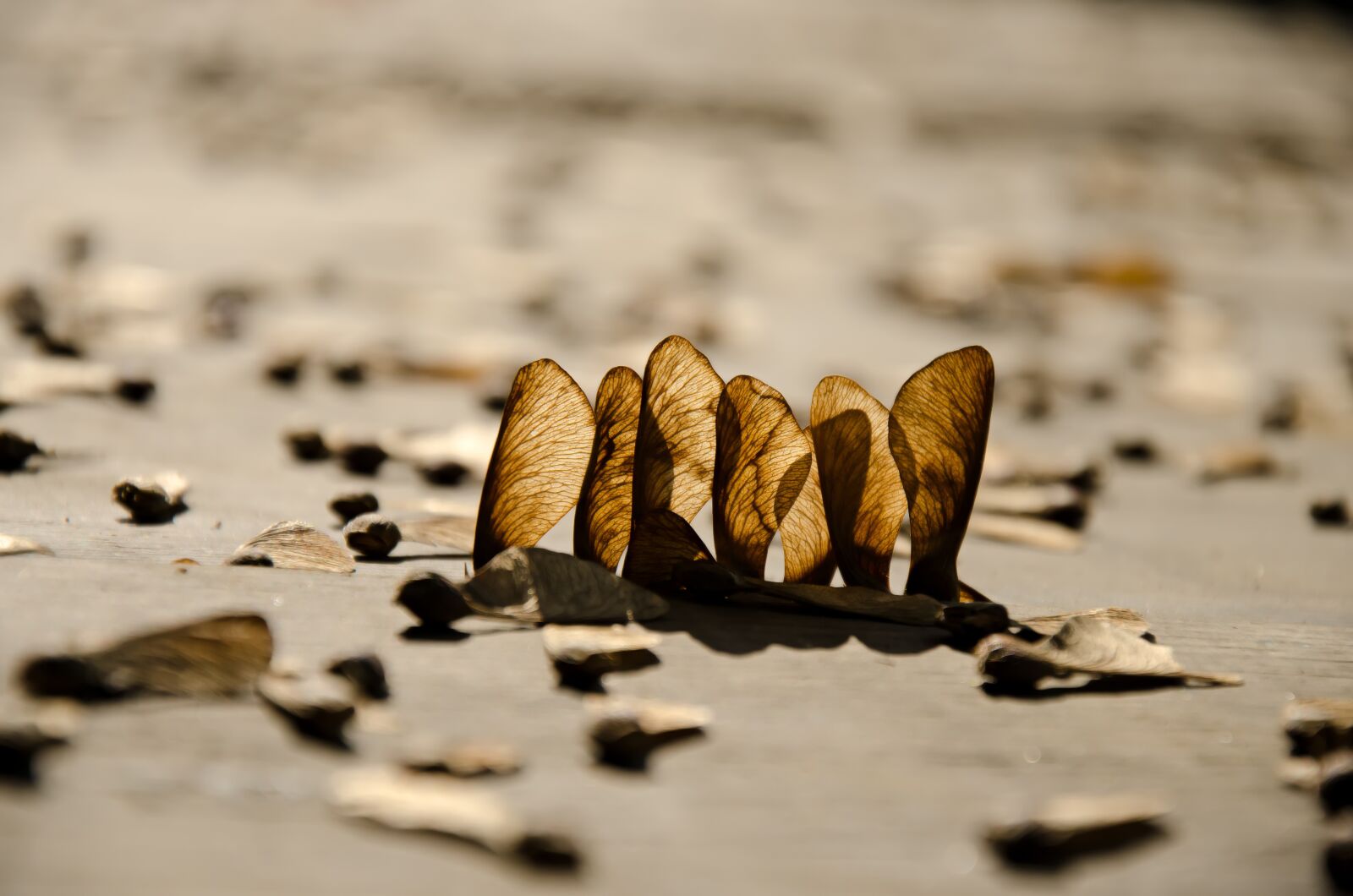 Nikon D7000 sample photo. Autumn, fall, leaves photography