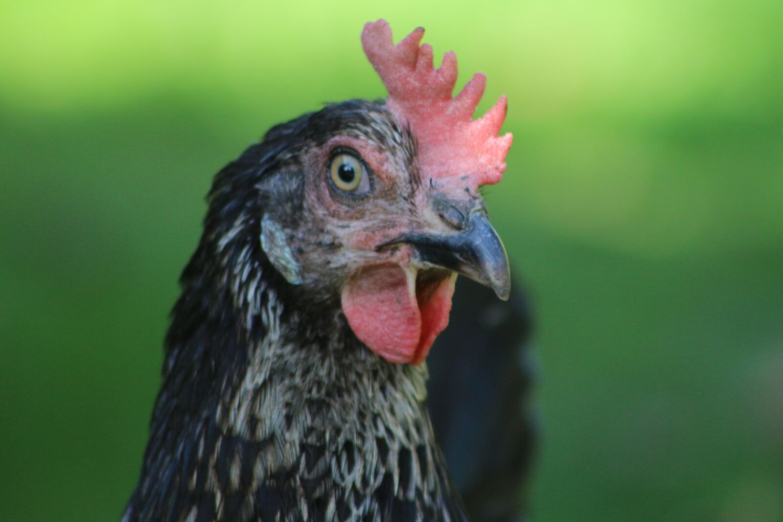 Canon EF75-300mm f/4-5.6 sample photo. Chicken, feather, bird photography