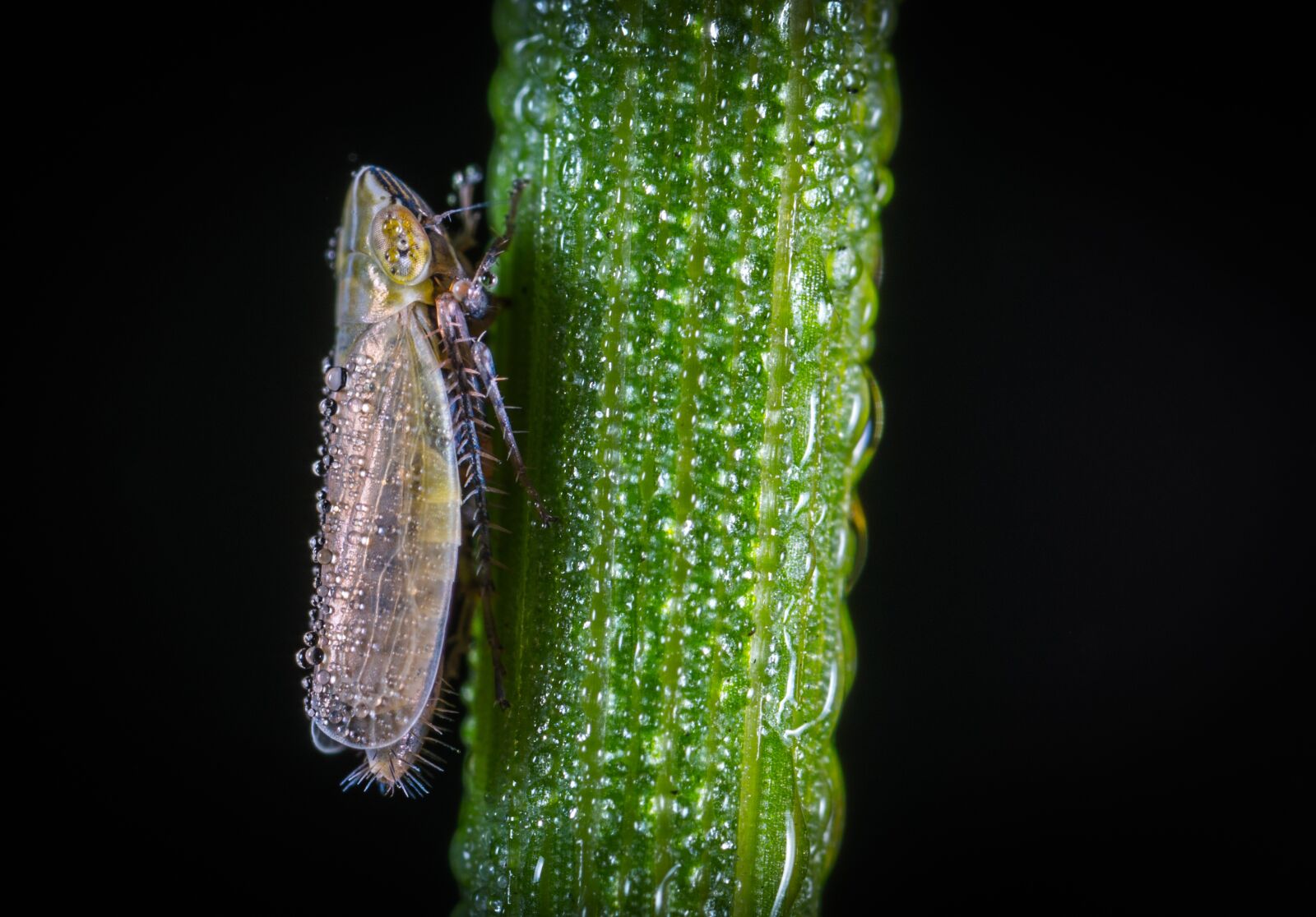 #124 65/2.8 sample photo. No one, nature, macro photography