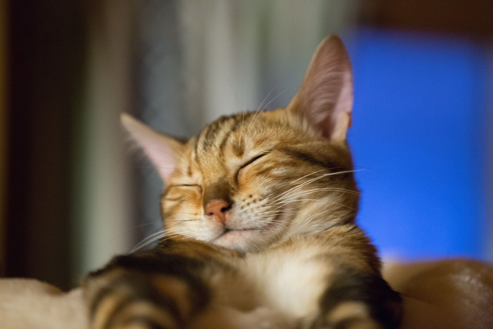 Canon EOS 5D Mark III sample photo. Cat, sleep, cute photography