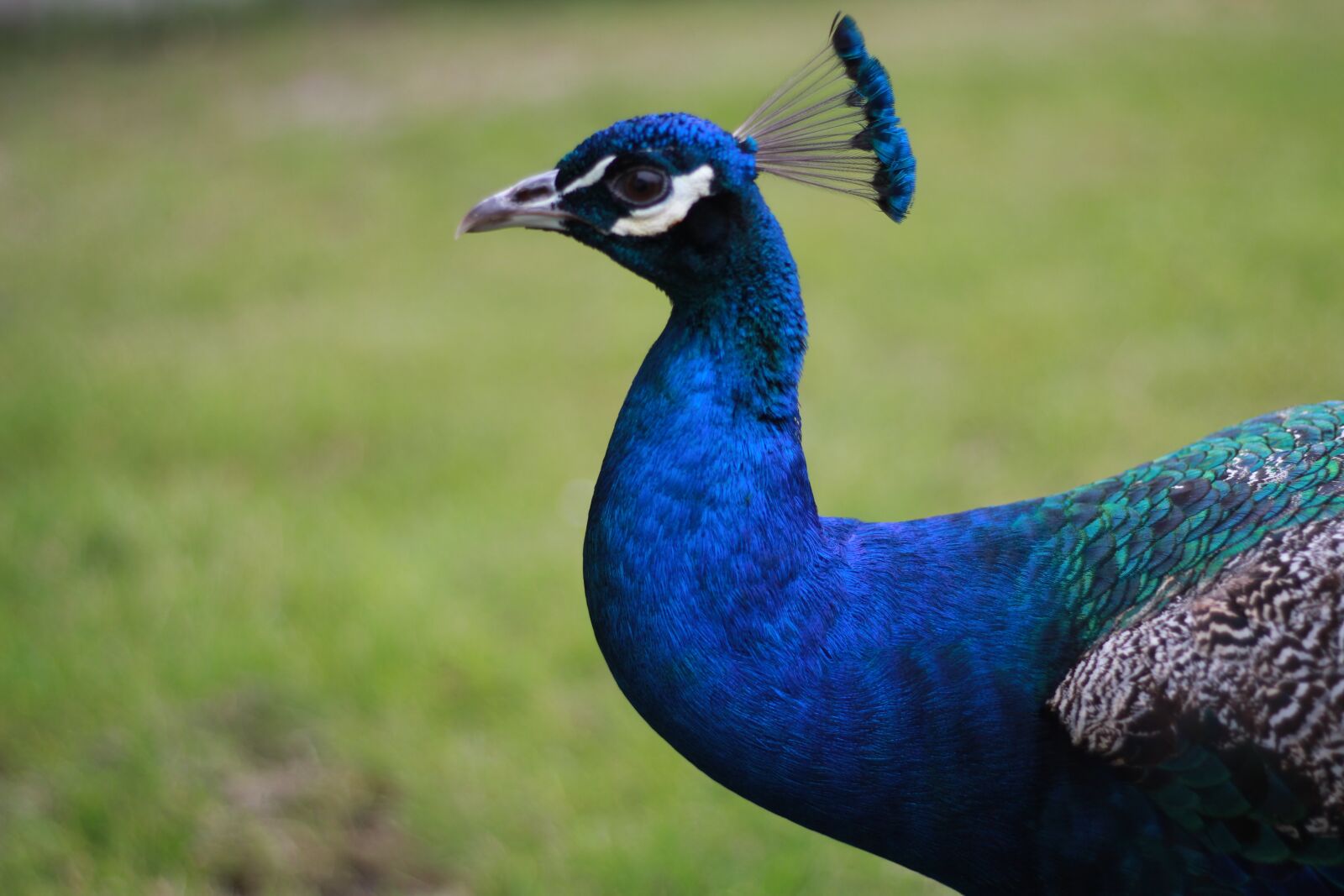 Canon EOS 700D (EOS Rebel T5i / EOS Kiss X7i) + Canon EF 50mm F1.8 STM sample photo. Peacock, close up, bird photography