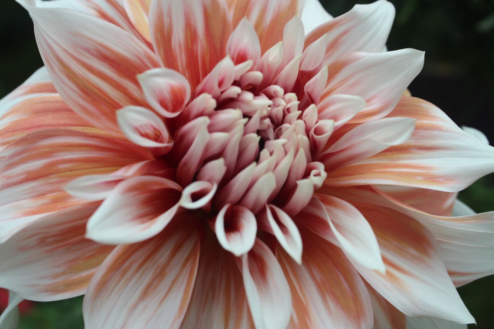 Canon EOS 600D (Rebel EOS T3i / EOS Kiss X5) sample photo. Macro, flowers, tropical photography