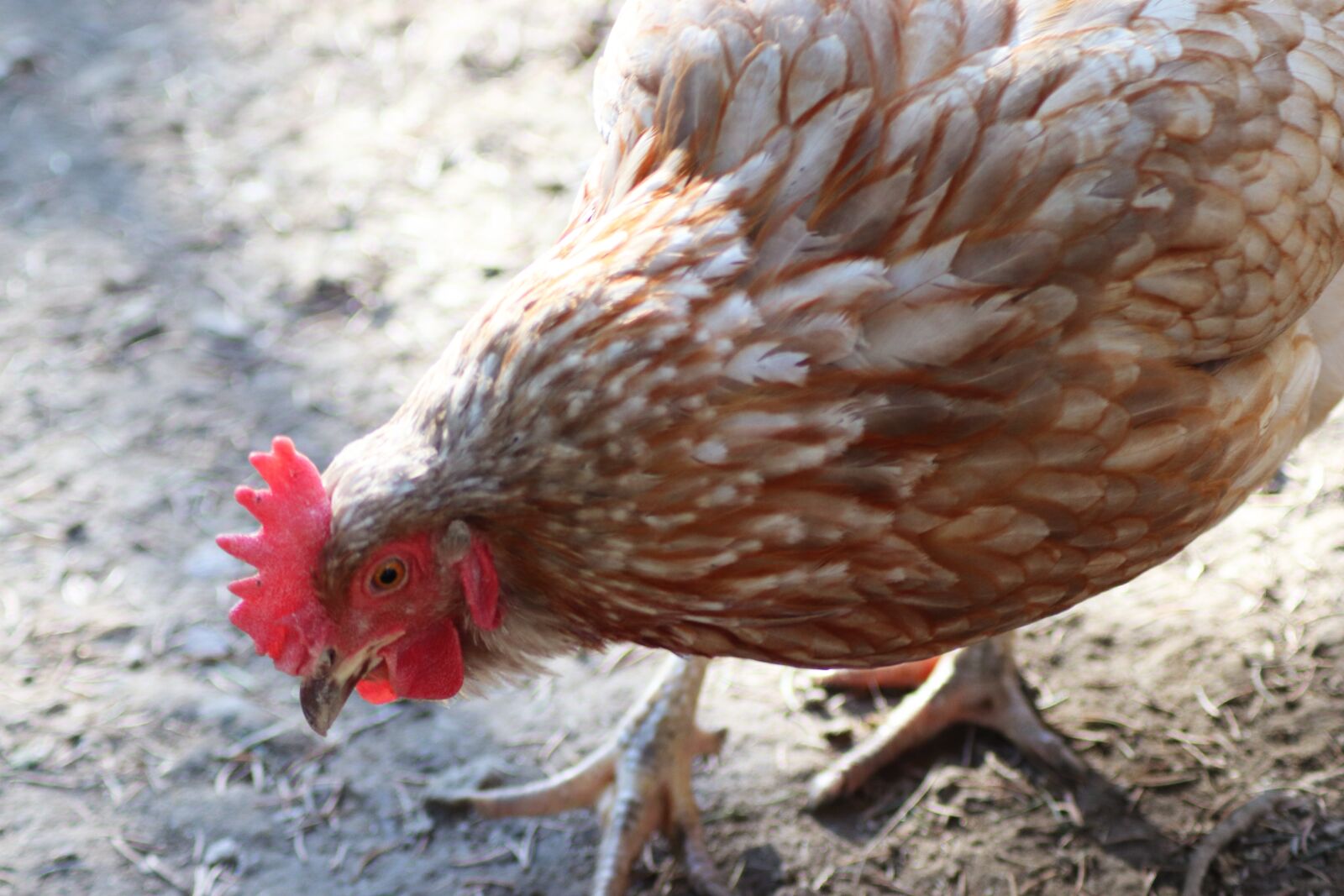 Canon EOS 200D (EOS Rebel SL2 / EOS Kiss X9) sample photo. Chicken, chickens, hahn photography