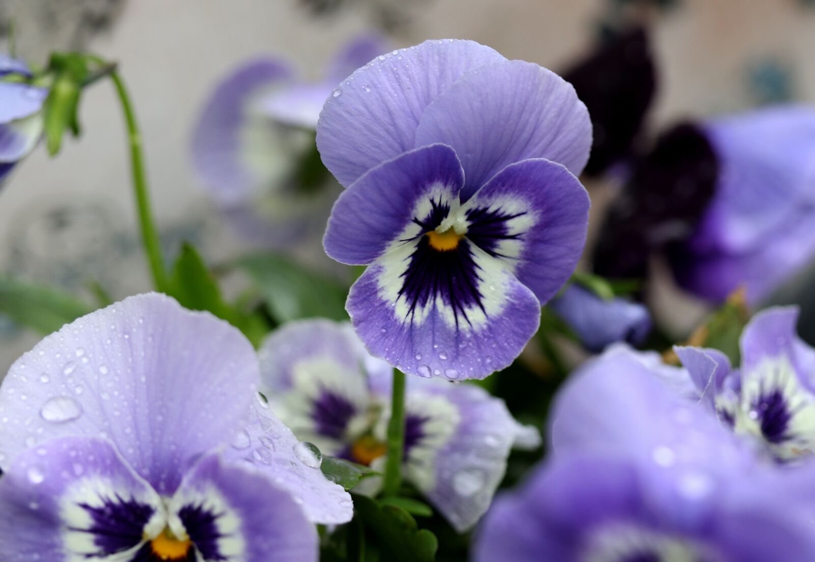 Canon EF-S 60mm F2.8 Macro USM sample photo. Pansy, blue, flower photography
