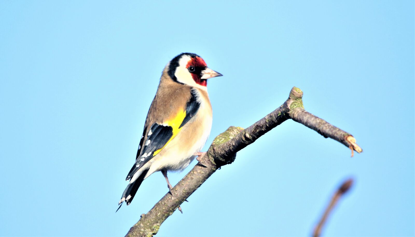 Canon EOS 7D Mark II + 150-600mm F5-6.3 DG OS HSM | Contemporary 015 sample photo. Bird, goldfinch, nature photography