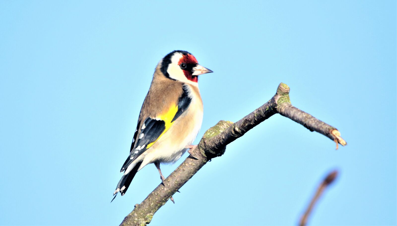 150-600mm F5-6.3 DG OS HSM | Contemporary 015 sample photo. Bird, goldfinch, nature photography