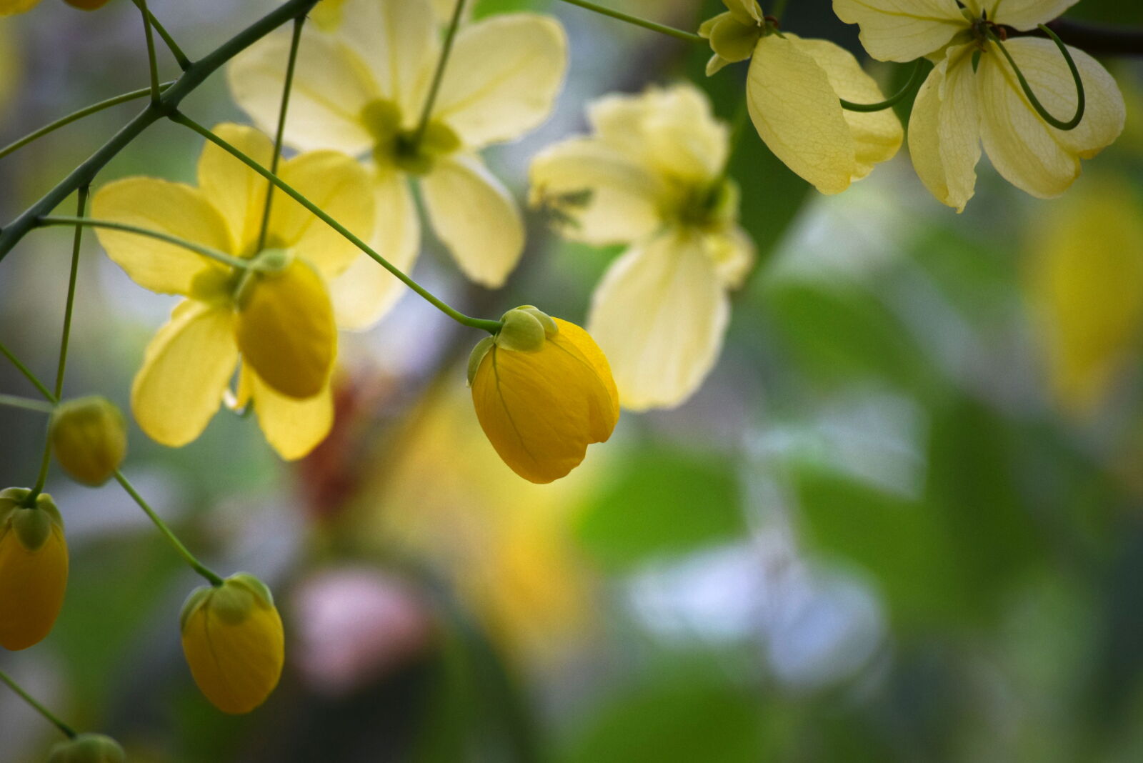 Nikon D3300 sample photo. Golden, yellow, yellow, flowers photography
