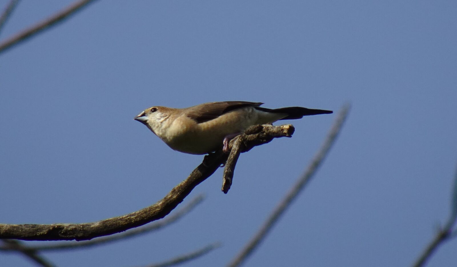 Sony DSC-WX800 sample photo. Bird, indian silverbill, white-throated photography