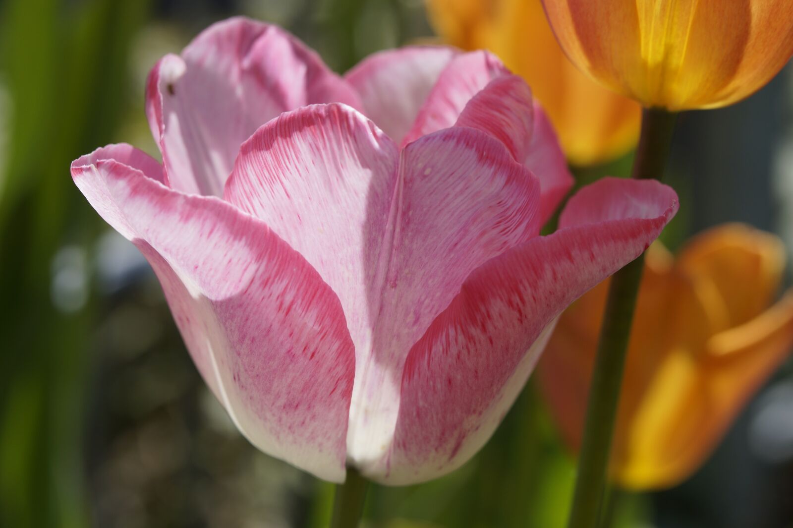 Sony SLT-A58 sample photo. Tulip, flower, pink photography