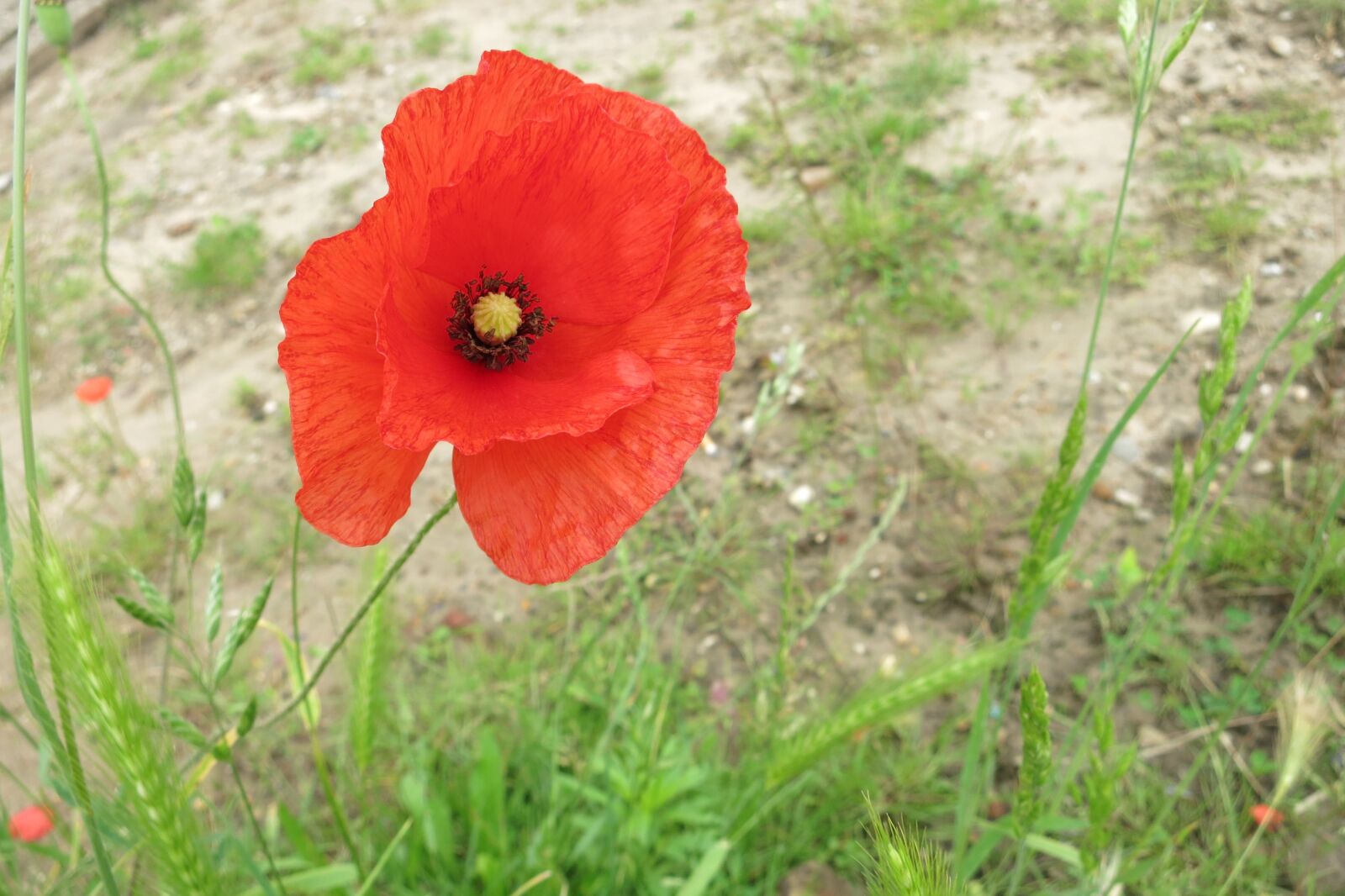 Canon PowerShot S110 sample photo. Poppy, field flowers, nature photography