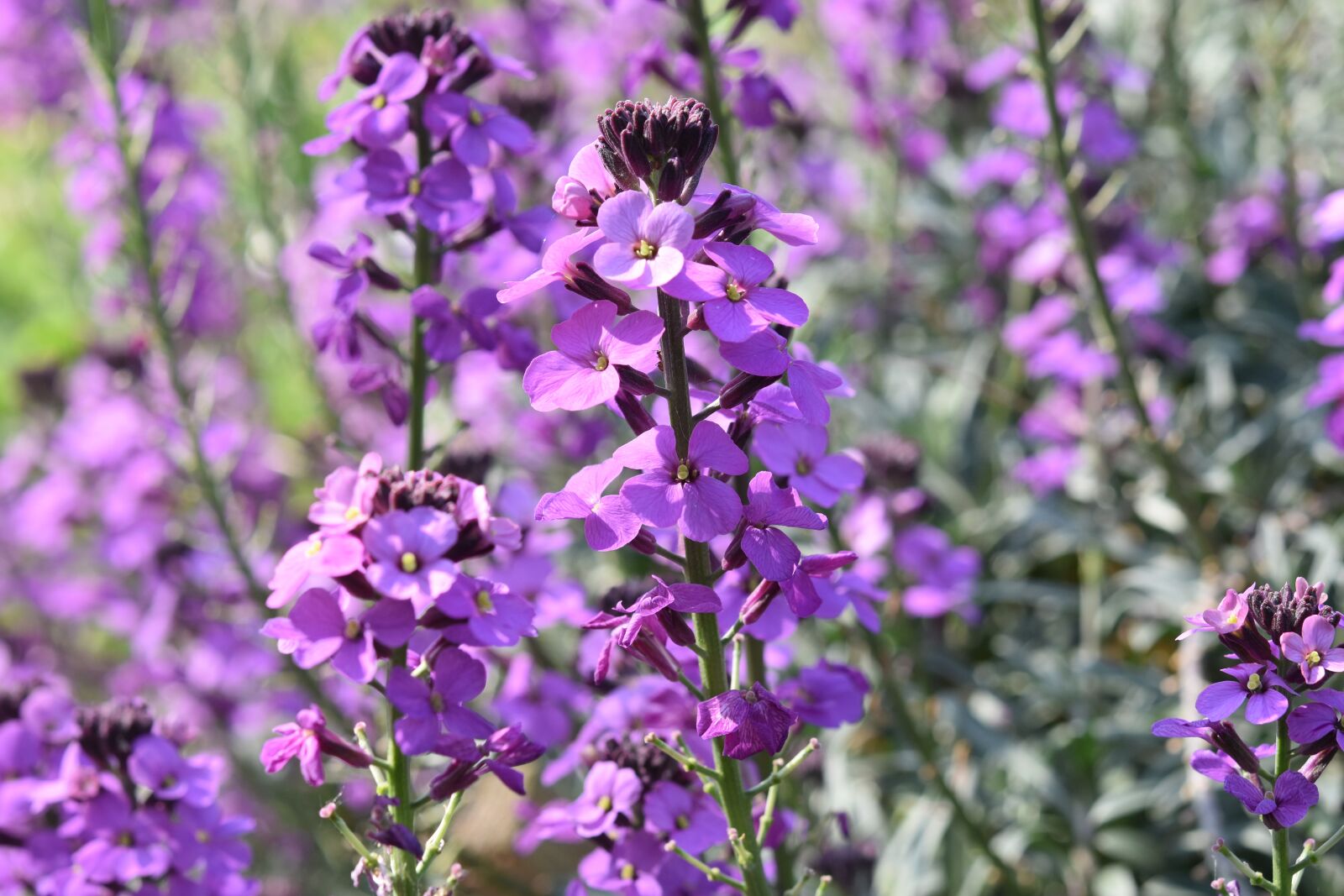 Nikon D5600 sample photo. Flowers, plants, flowers color photography