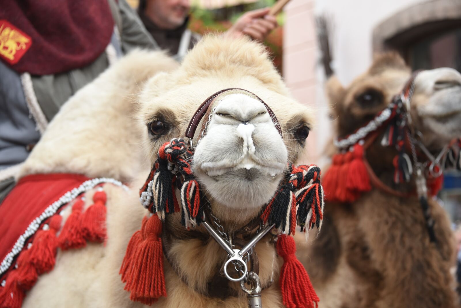 Nikon D750 sample photo. Camels, kicker, mammals photography