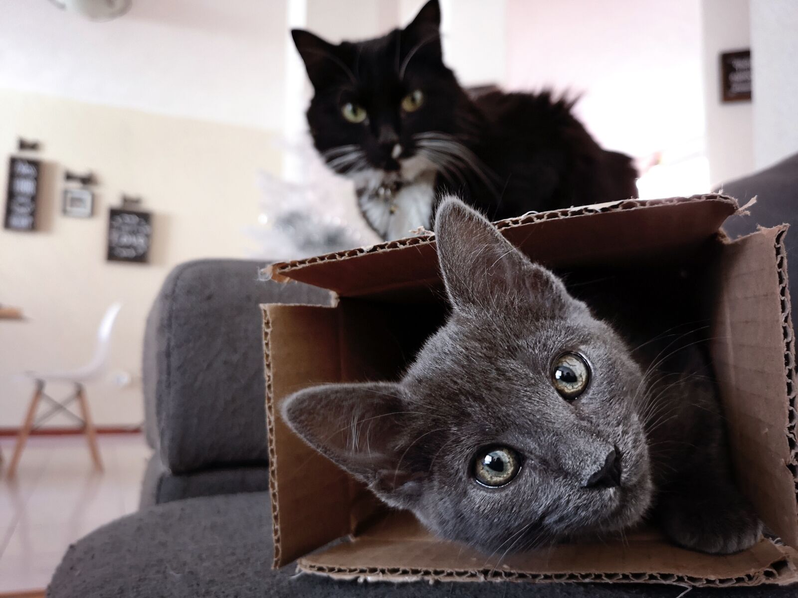 HUAWEI P20 Pro sample photo. Cats, kitten, feline photography