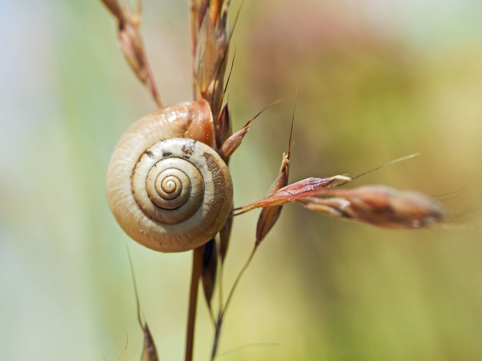 Olympus M.Zuiko Digital ED 60mm F2.8 Macro sample photo. Snail, tape worm, grass photography