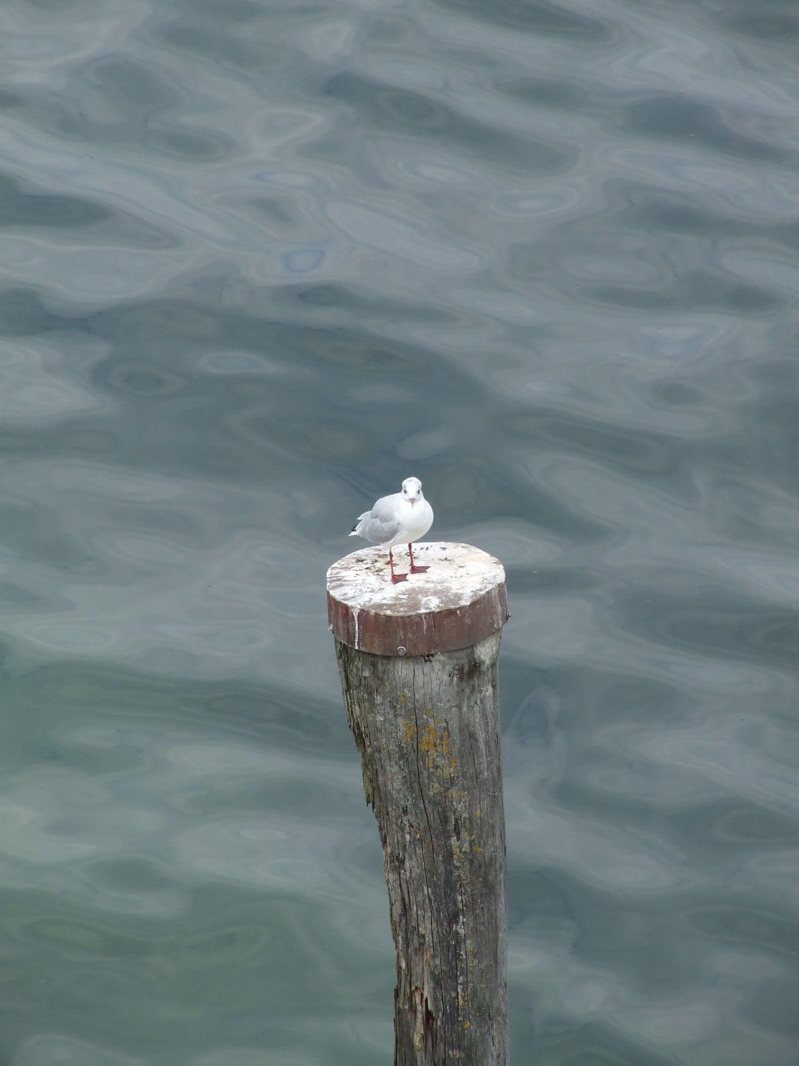 Fujifilm FinePix S5600 sample photo. Seagull, bird, water bird photography