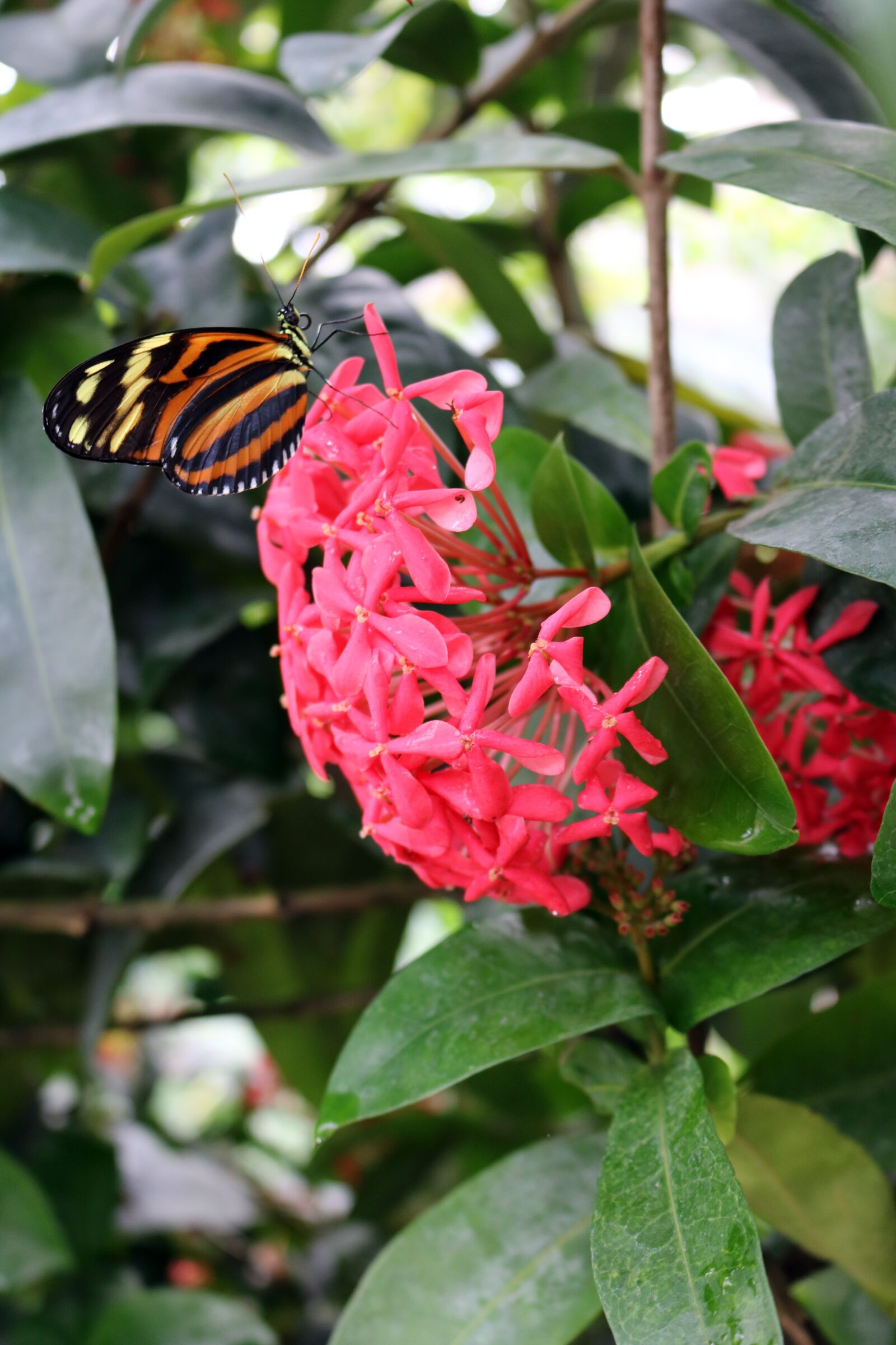 Canon EOS 750D (EOS Rebel T6i / EOS Kiss X8i) sample photo. Butterfly, yellow, orange photography