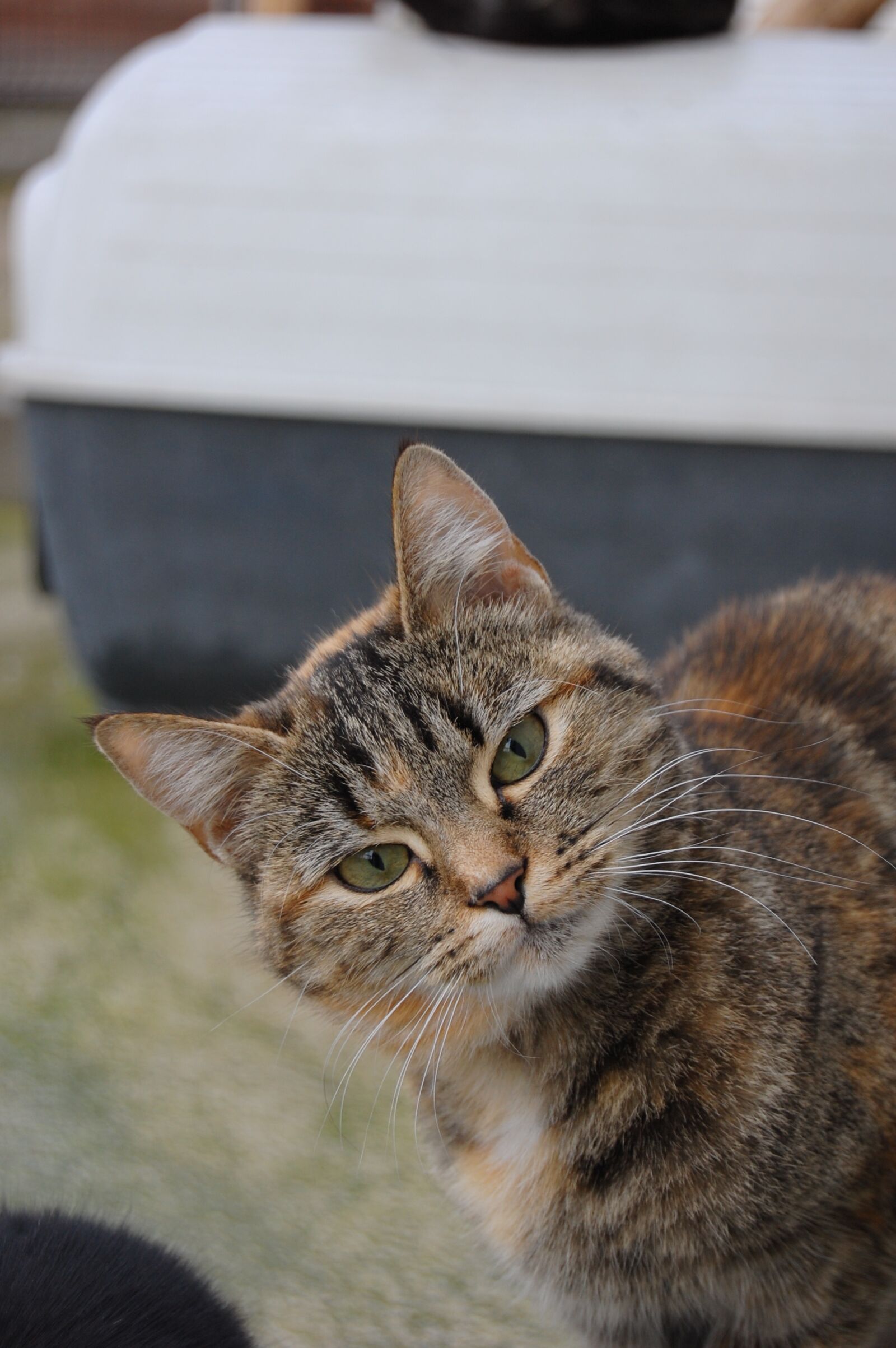 Nikon D40 sample photo. Selfie, cat, funny photography