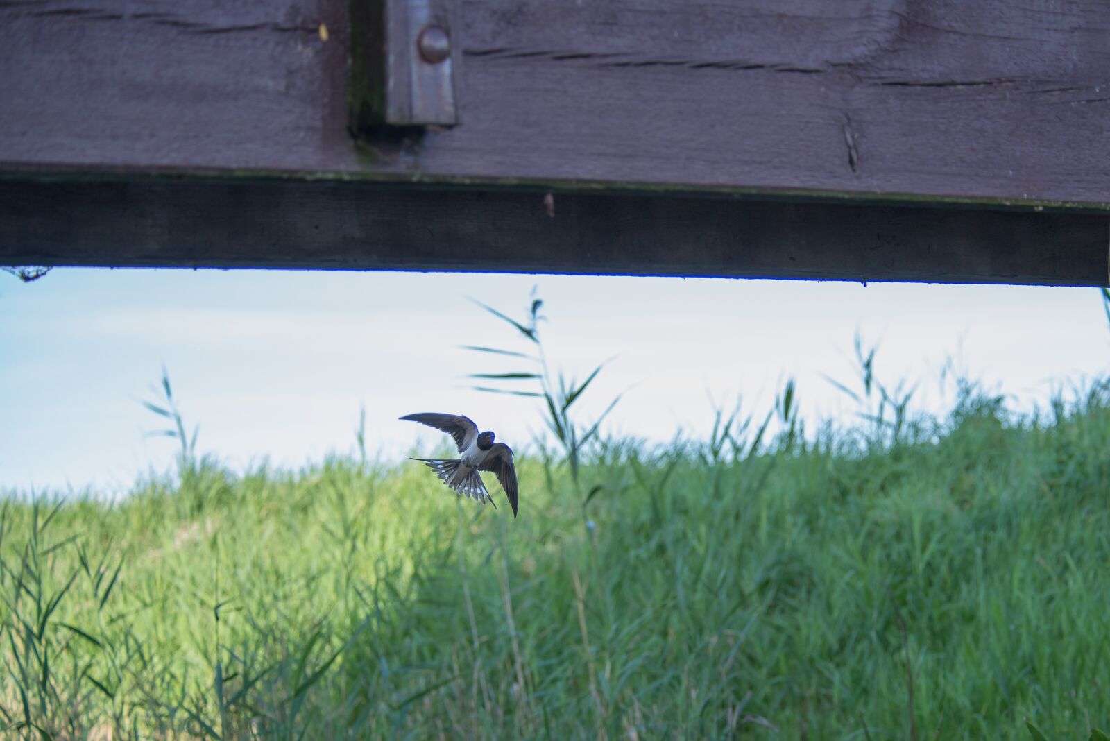 Nikon D600 sample photo. Swallow, bird, flight photography