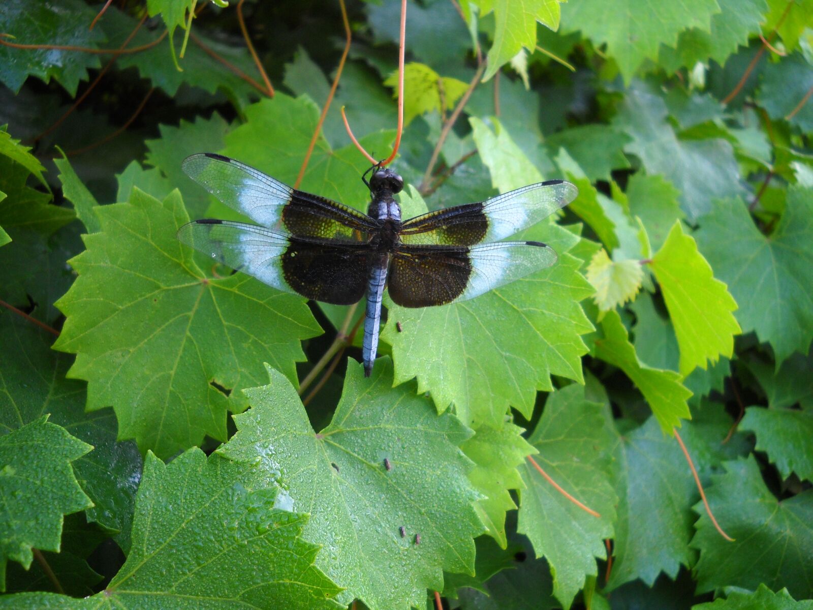 Nikon Coolpix L20 sample photo. Dragonfly, insect, nature photography