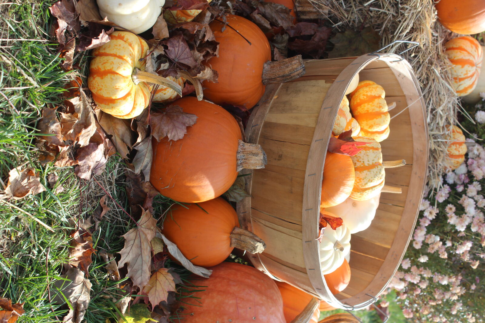 Canon EOS 1200D (EOS Rebel T5 / EOS Kiss X70 / EOS Hi) sample photo. Autumn, fall, pumpkins, vegetables photography