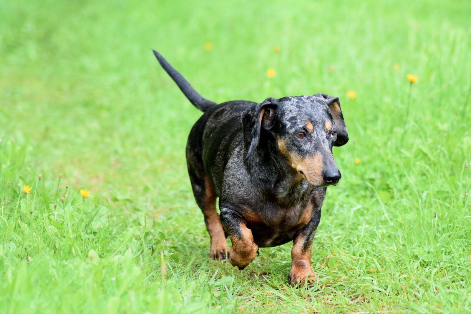Nikon D3300 sample photo. Wiener dog, dachshund, dog photography