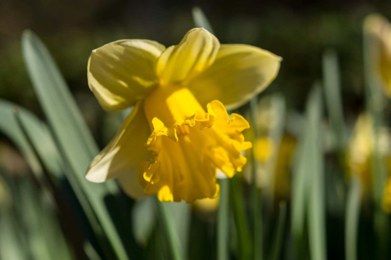 Nikon D7200 sample photo. Daffodils, flower, yellow photography