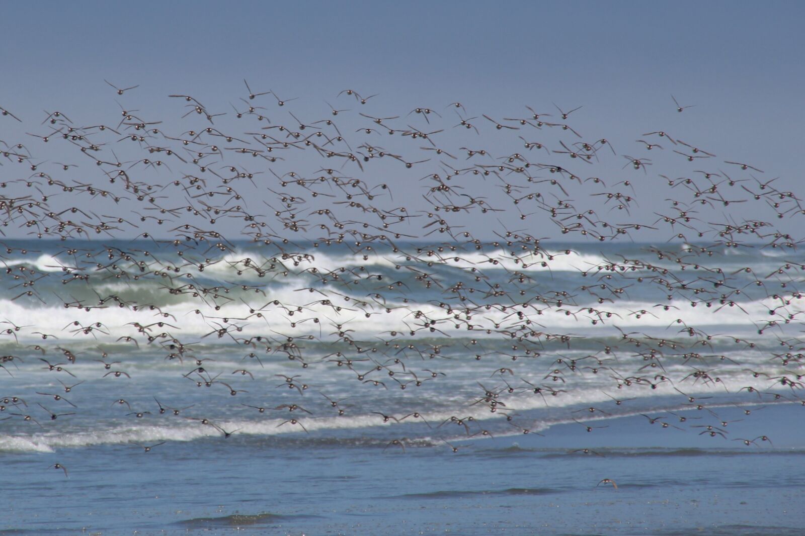 Canon EOS 1200D (EOS Rebel T5 / EOS Kiss X70 / EOS Hi) sample photo. Flock of birds, birds photography