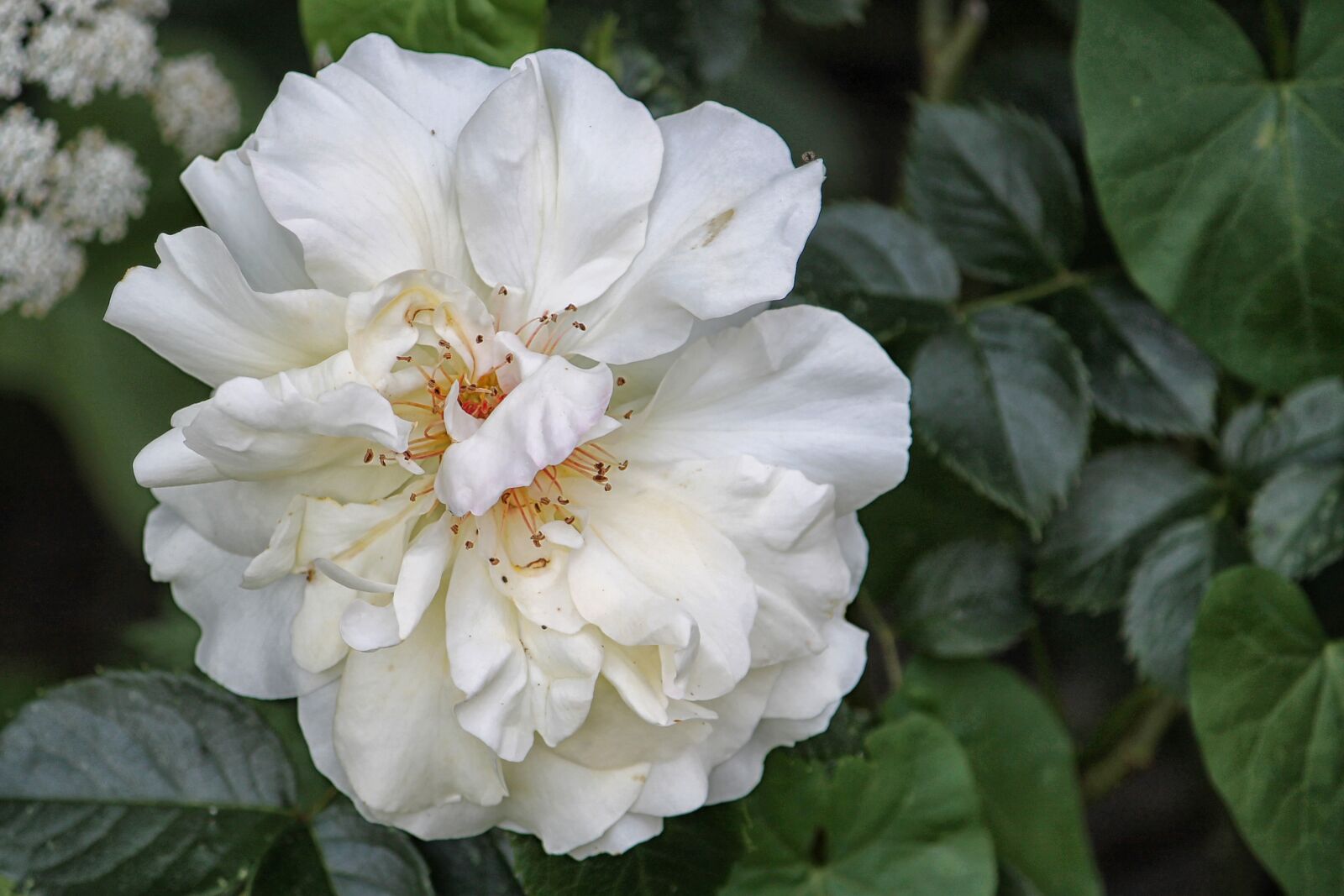 Canon EF-S 55-250mm F4-5.6 IS II sample photo. Rose, blossom, bloom photography