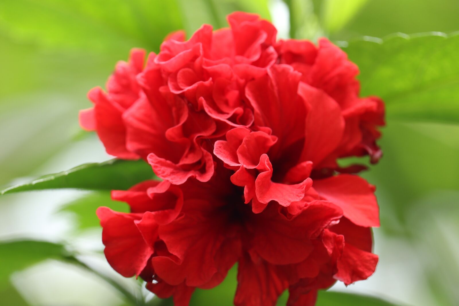Canon EOS 250D (EOS Rebel SL3 / EOS Kiss X10 / EOS 200D II) sample photo. Wallpaper, red, flower photography