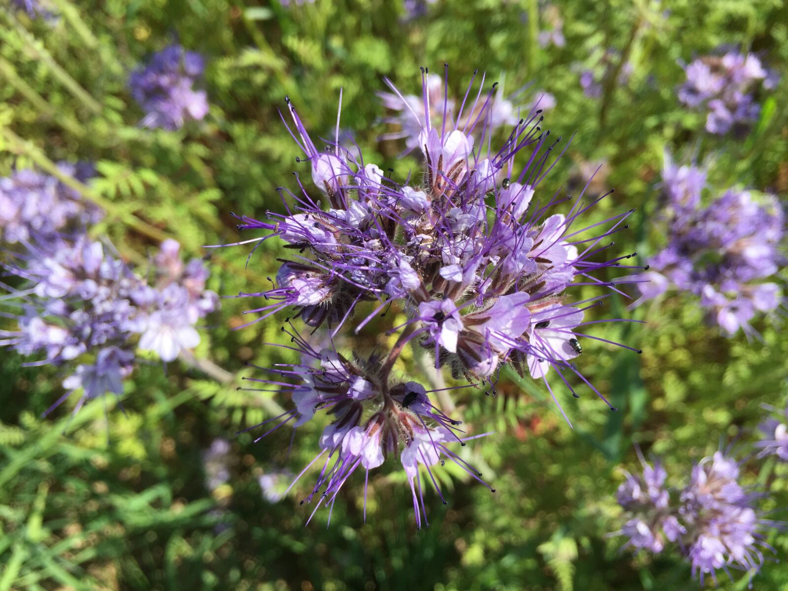 Apple iPhone 6 sample photo. Cornflower, purple, violet photography