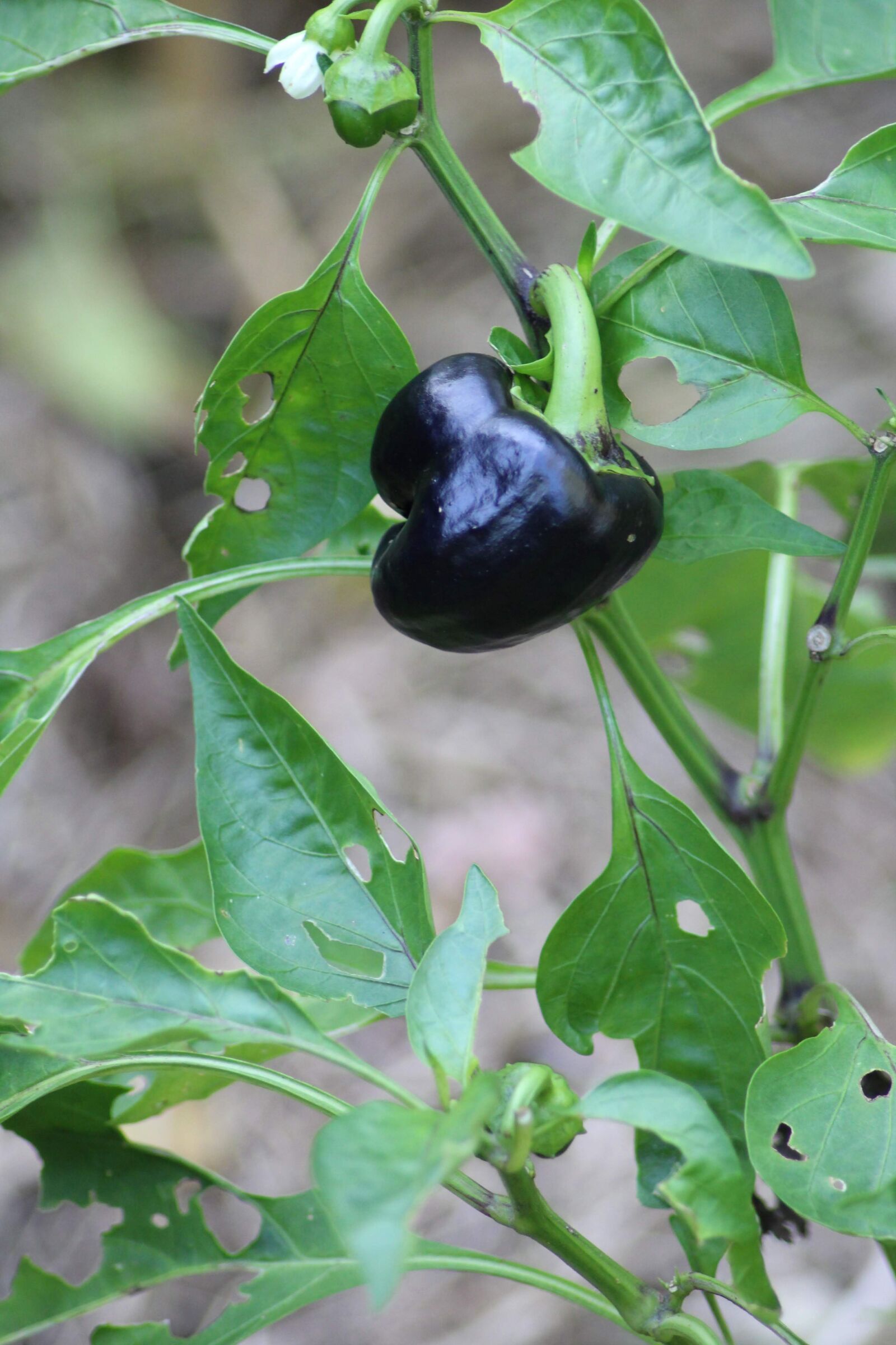 Canon EOS 1200D (EOS Rebel T5 / EOS Kiss X70 / EOS Hi) sample photo. Vegetables, bio, power photography