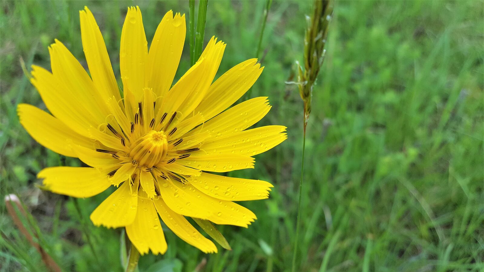 Samsung Galaxy S6 sample photo. Hadomor, yellow, aster family photography
