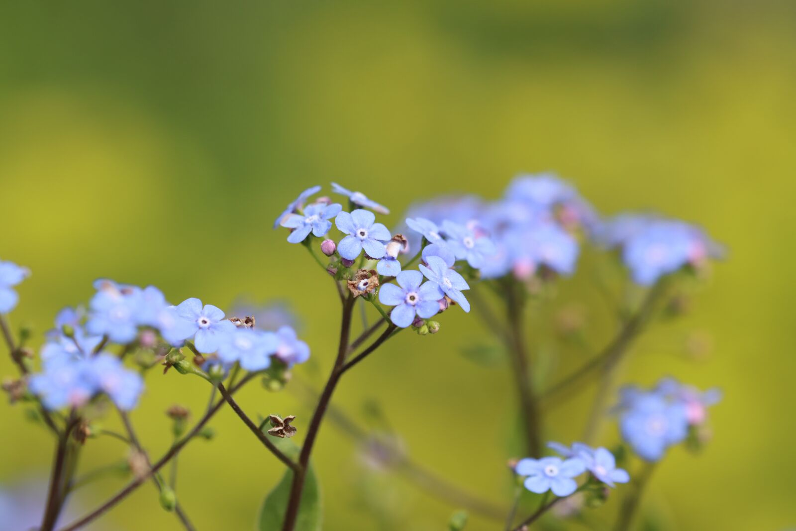 Canon EOS 90D sample photo. Flowers, shrub, blossom photography
