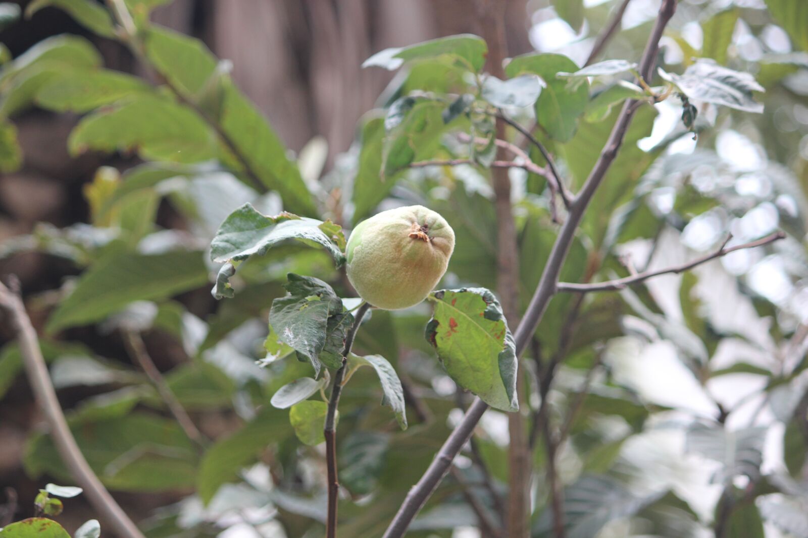 Canon EOS 550D (EOS Rebel T2i / EOS Kiss X4) sample photo. Plant, quince, fresh photography
