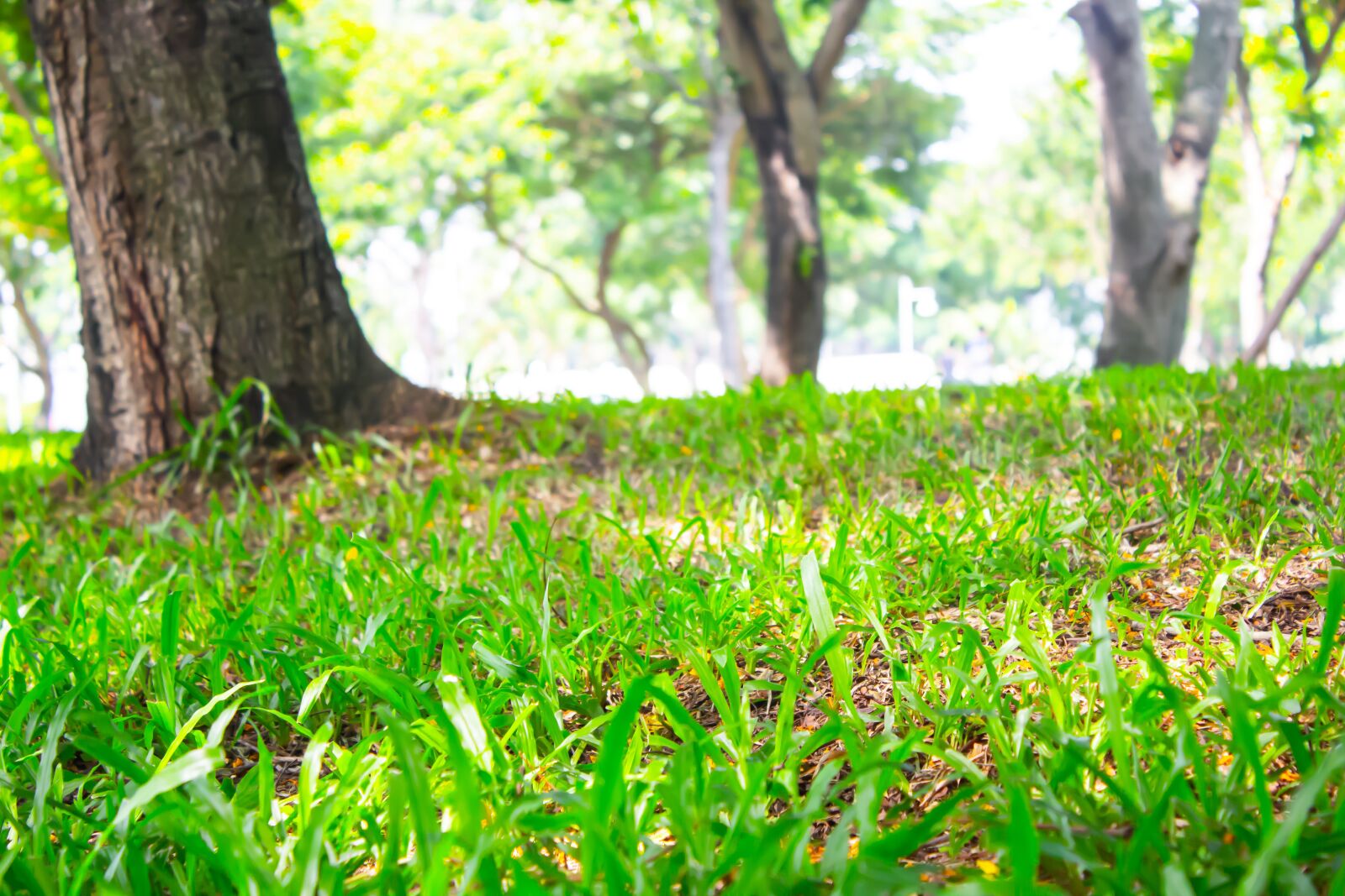 Canon EOS 60D + Canon EF-S 18-55mm F3.5-5.6 IS II sample photo. Nature, grass, plant photography