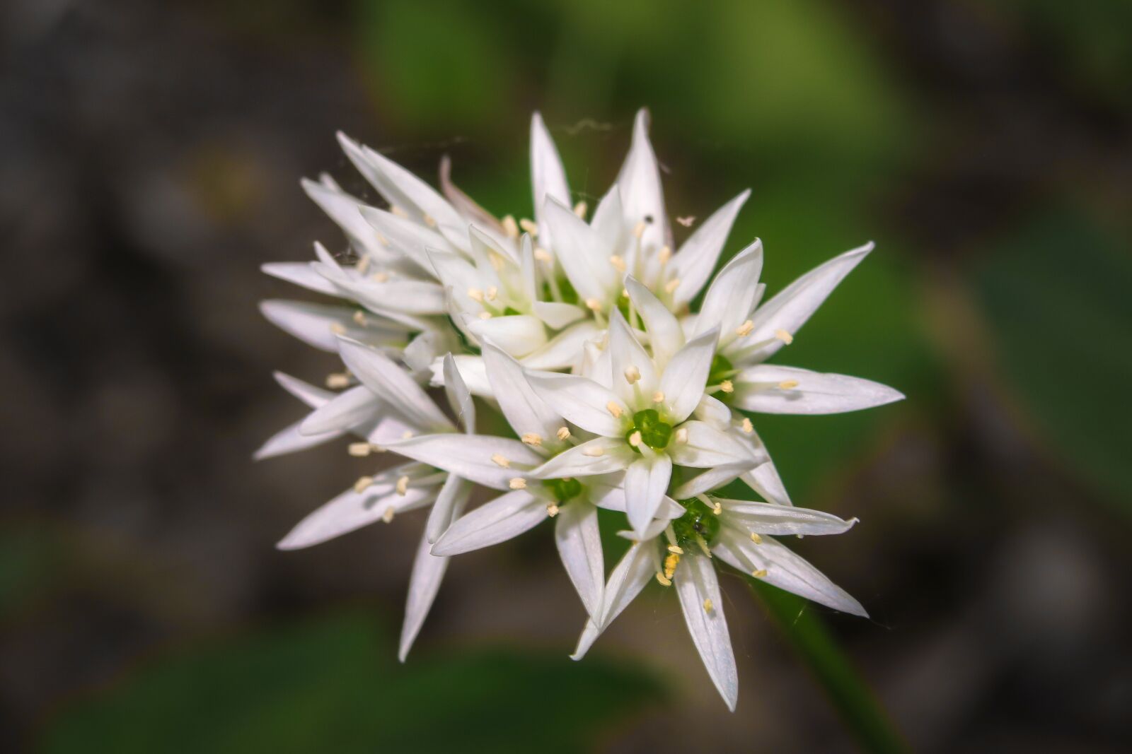 Canon PowerShot G3 X sample photo. Bear's garlic, blossom, bloom photography